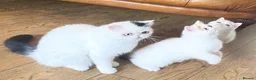Exotic cats for sale: Extremely rare exotic female kitten - Advert 10
