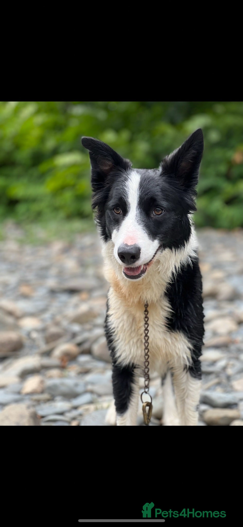 Border Collie dogs 1 male border collie pup left  - Advert 1