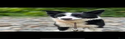 Border Collie dogs for sale: 1 male border collie pup left  - Advert 1