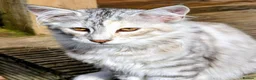 Norwegian Forest Cat cats for sale: Pedigree Norwegian Forest kittens - Advert 7