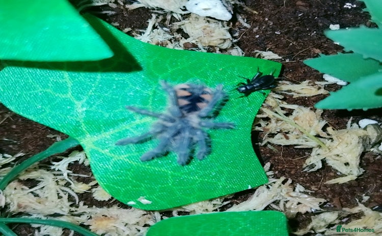 Spiders invertebrates - Advert 7
