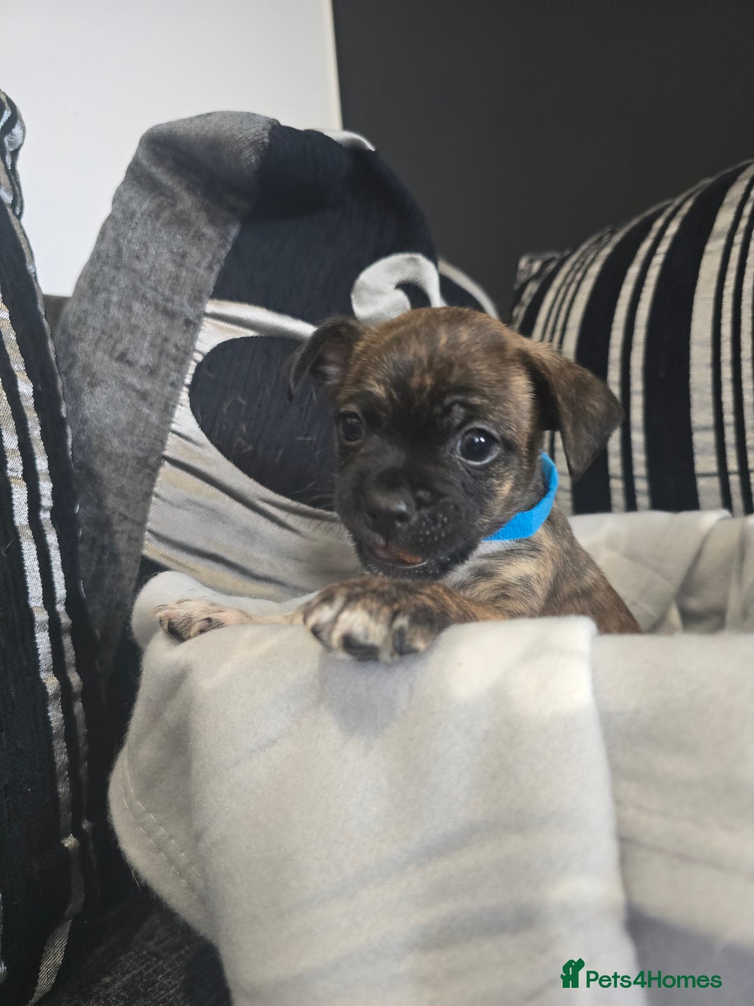 Mixed Breed dogs for sale: Puppy chugs 4 boys  - Image 18