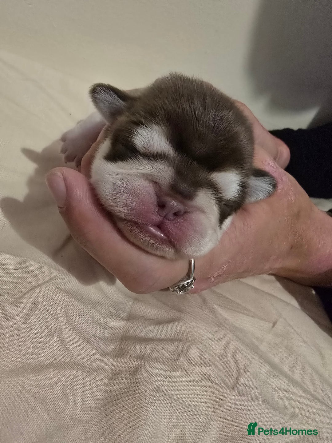 Pug dogs for sale: 6 beautiful pug puppies  - Image 5