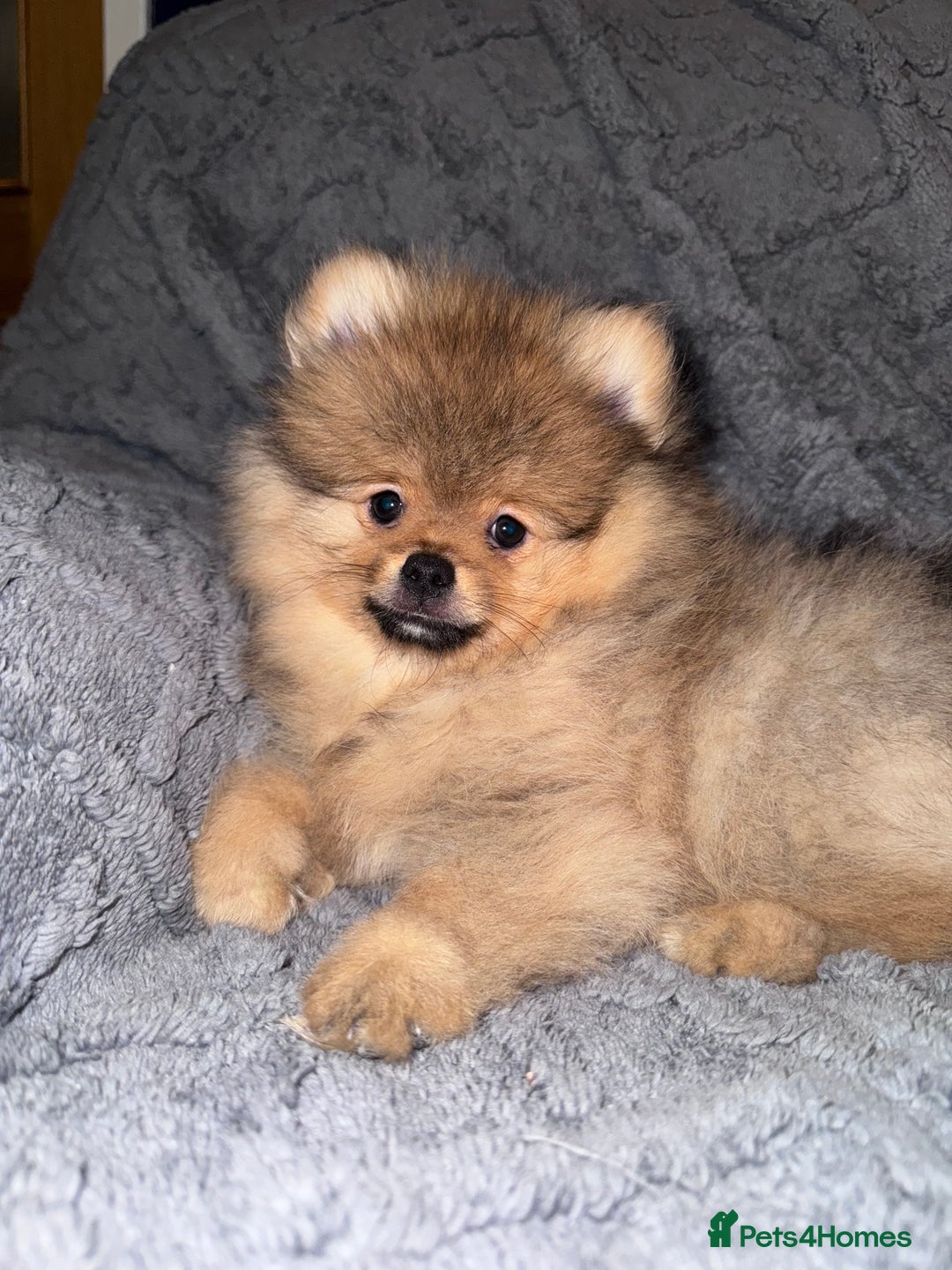 Pomeranian dogs for sale: 🏆 KC HEALTH TESTED POMERANIAN PUPPIES 🏆  - Image 35