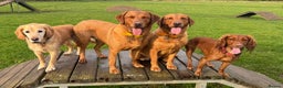 Labrador Retriever dogs for sale: DUE MID-JANUARY. Fox Red Labrador puppies.  - Advert 8