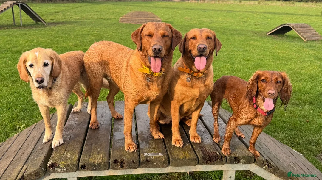 Labrador Retriever dogs for sale: CLOSED - Fox Red Labrador puppies.  - Advert 9