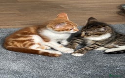 Mixed Breed cats for sale: 2 male cats  - Image 13