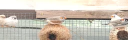 Finches birds for sale: Zebra finch - breeding adult and babies - Advert 3