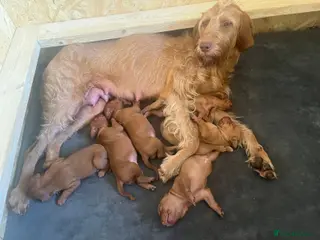 Hungarian Vizsla dogs Hungarian Wire haired Vizsla Puppies - Advert 3