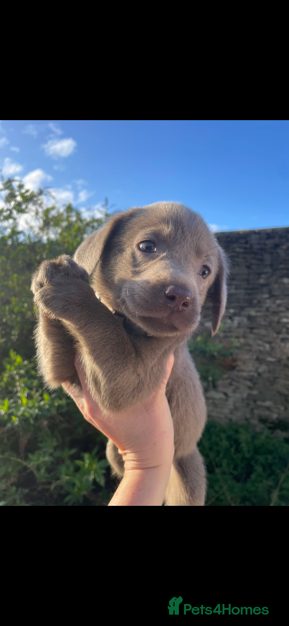Labrador Retriever dogs ⭐️ READY NOW KC REG VET CHECK, 5 🌟LICENCED  - Advert 2
