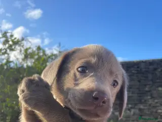 Labrador Retriever dogs ⭐️ READY NOW KC REG VET CHECK, 5 🌟LICENCED - Advert 2