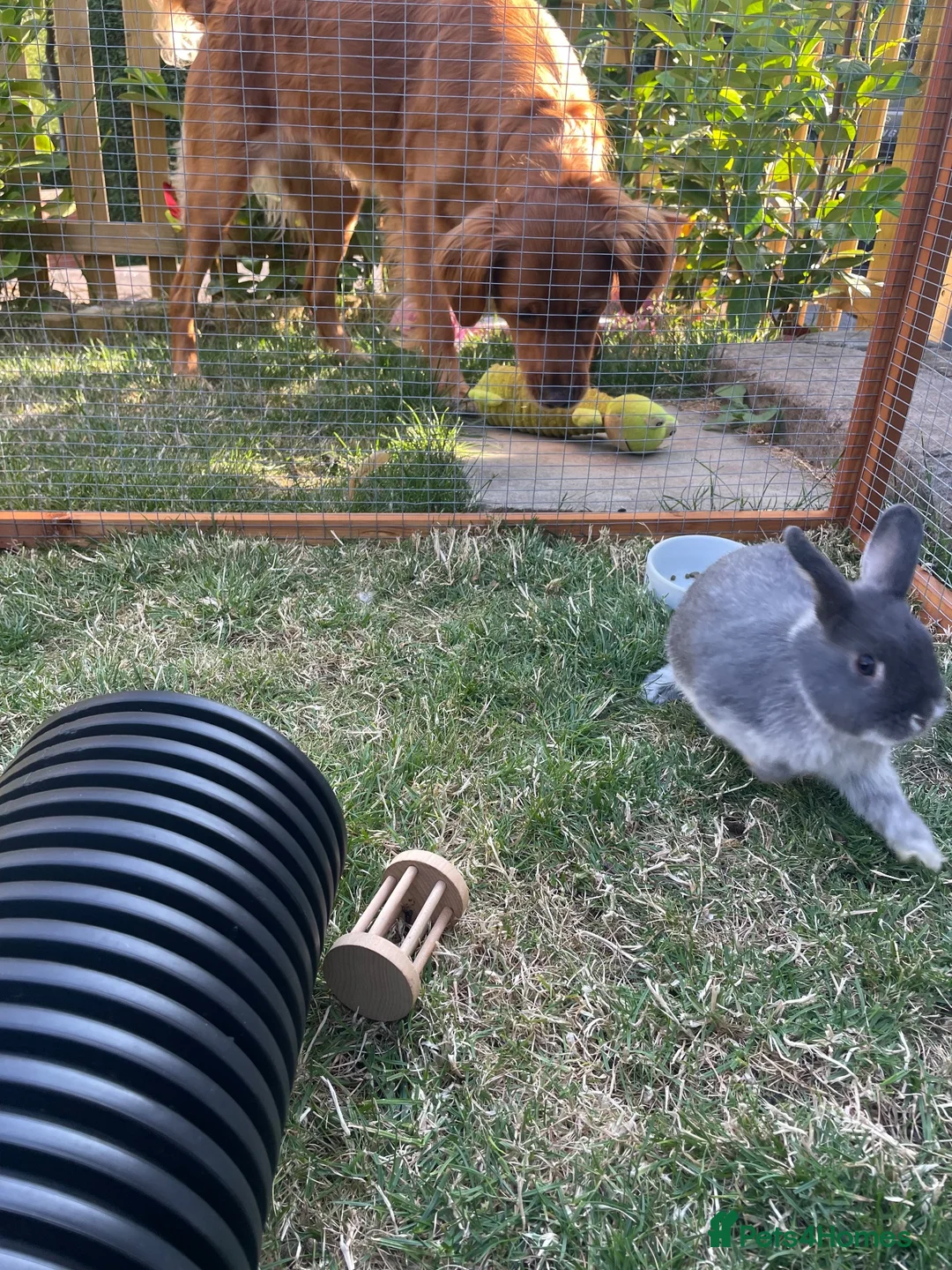 Netherland Dwarf rabbits for sale: Blue Fox Netherland Dwarf Doe  - Advert 2