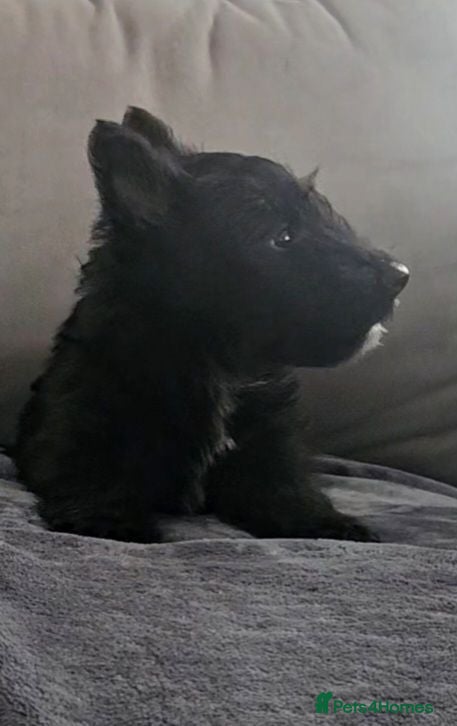 Scottish Terrier dogs Scottish terrier pups - Advert 2