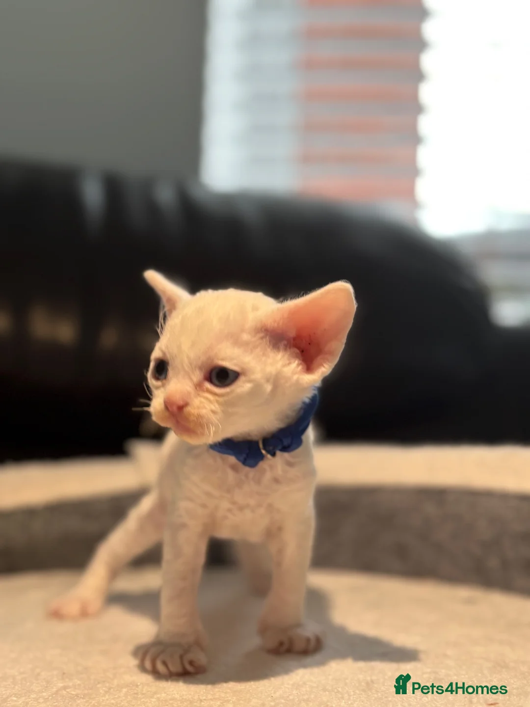 Devon Rex cats for sale: 😻 Devon rex Kittens available 😻❤️ - Advert 38