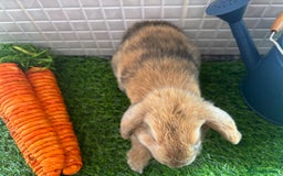 Mini Lop rabbits for sale: Mini lop baby bunnies - Ready now! - Image 10