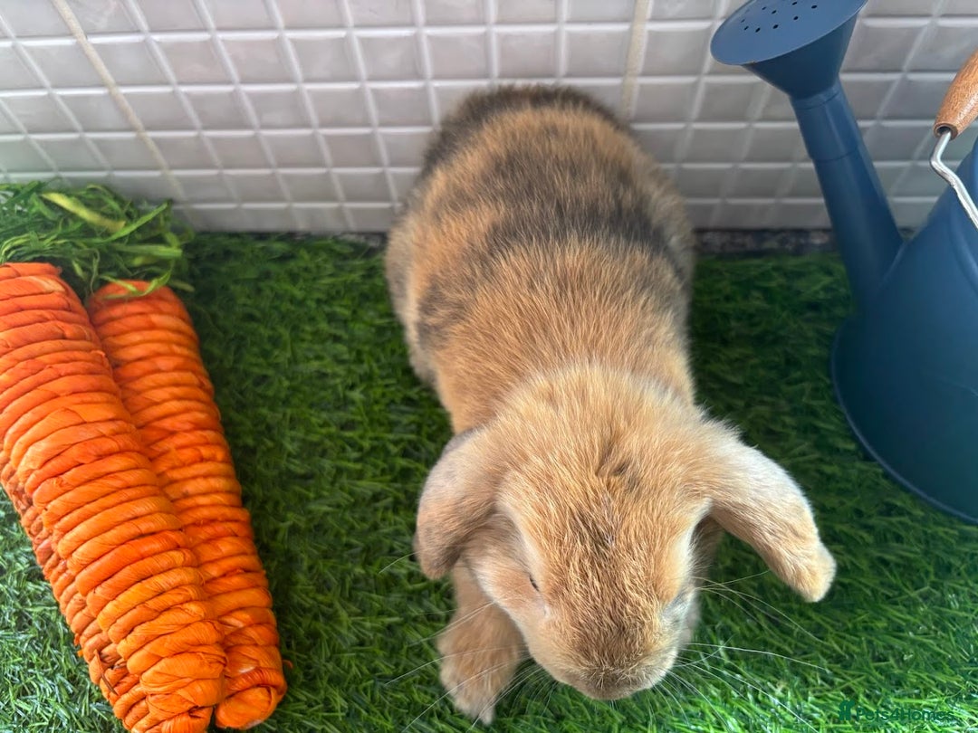 Mini Lop rabbits for sale: Mini lop baby bunnies - Ready now! - Image 10