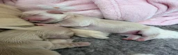 Miniature Dachshund dogs for sale: 🍦CREAM KC LONGHAIR MINI DAXI GIRLS🌞 - Advert 8
