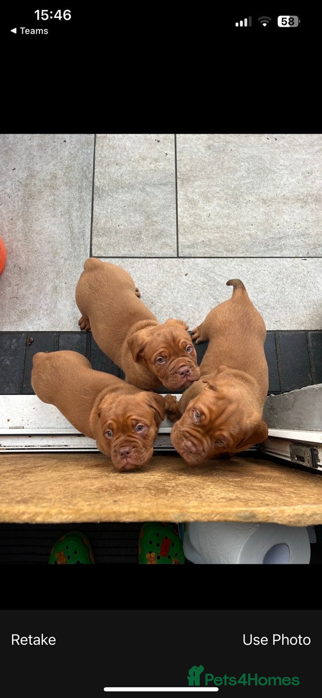 Dogue De Bordeaux dogs for sale: 🐾Dogue de Bordeaux Puppies Champion Bloodlines  - Advert 2