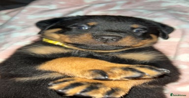 Rottweiler dogs - Advert 15
