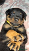Rottweiler dogs - Advert 15