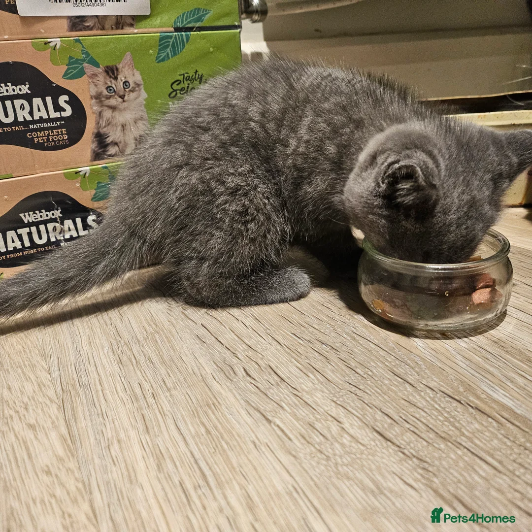 British Shorthair cats for stud: Pedigree GCCF British Short Hair STUD AVAIL  - Advert 5