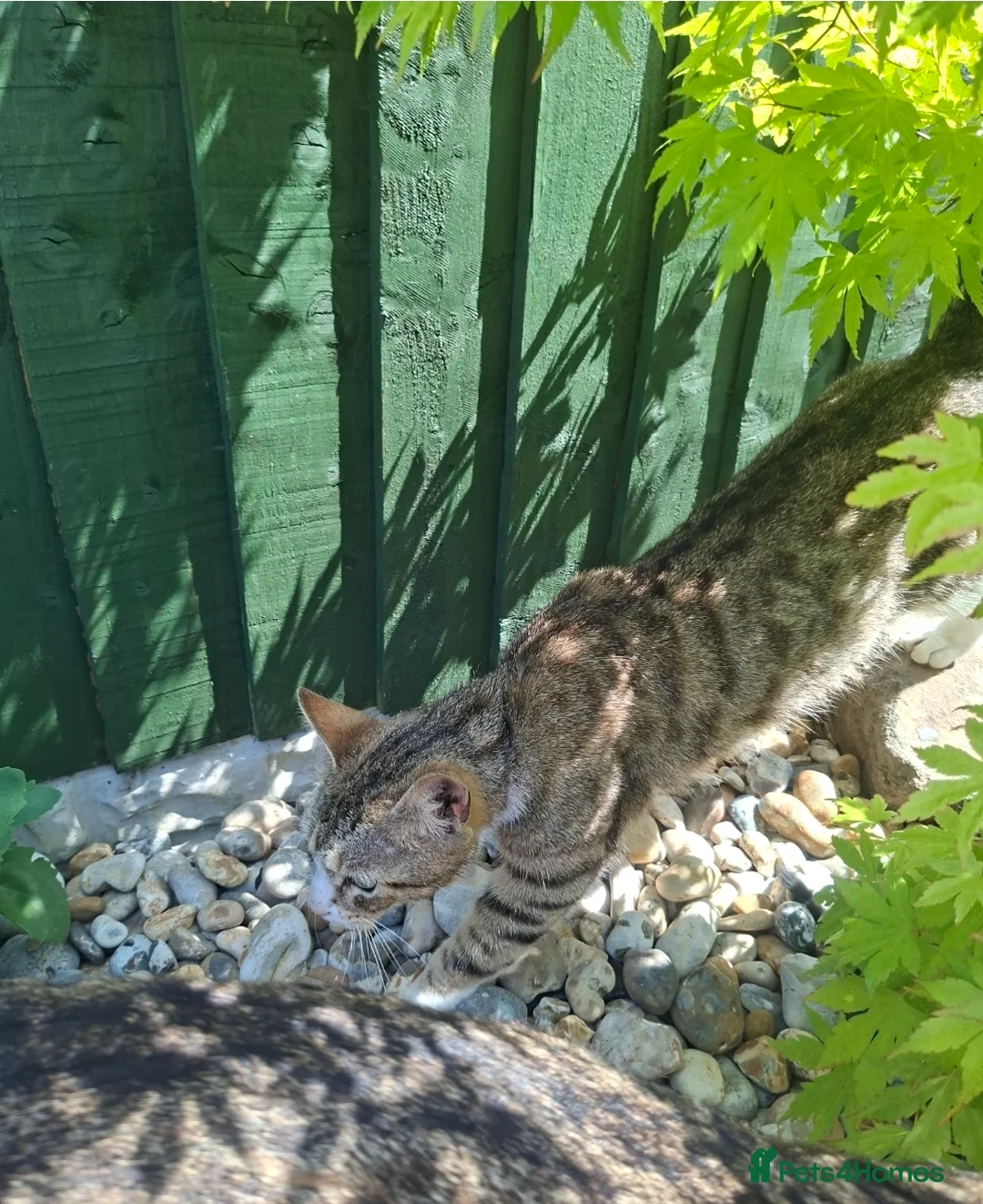 Mixed Breed cats for sale: Stunning kittens for sale  - Advert 6