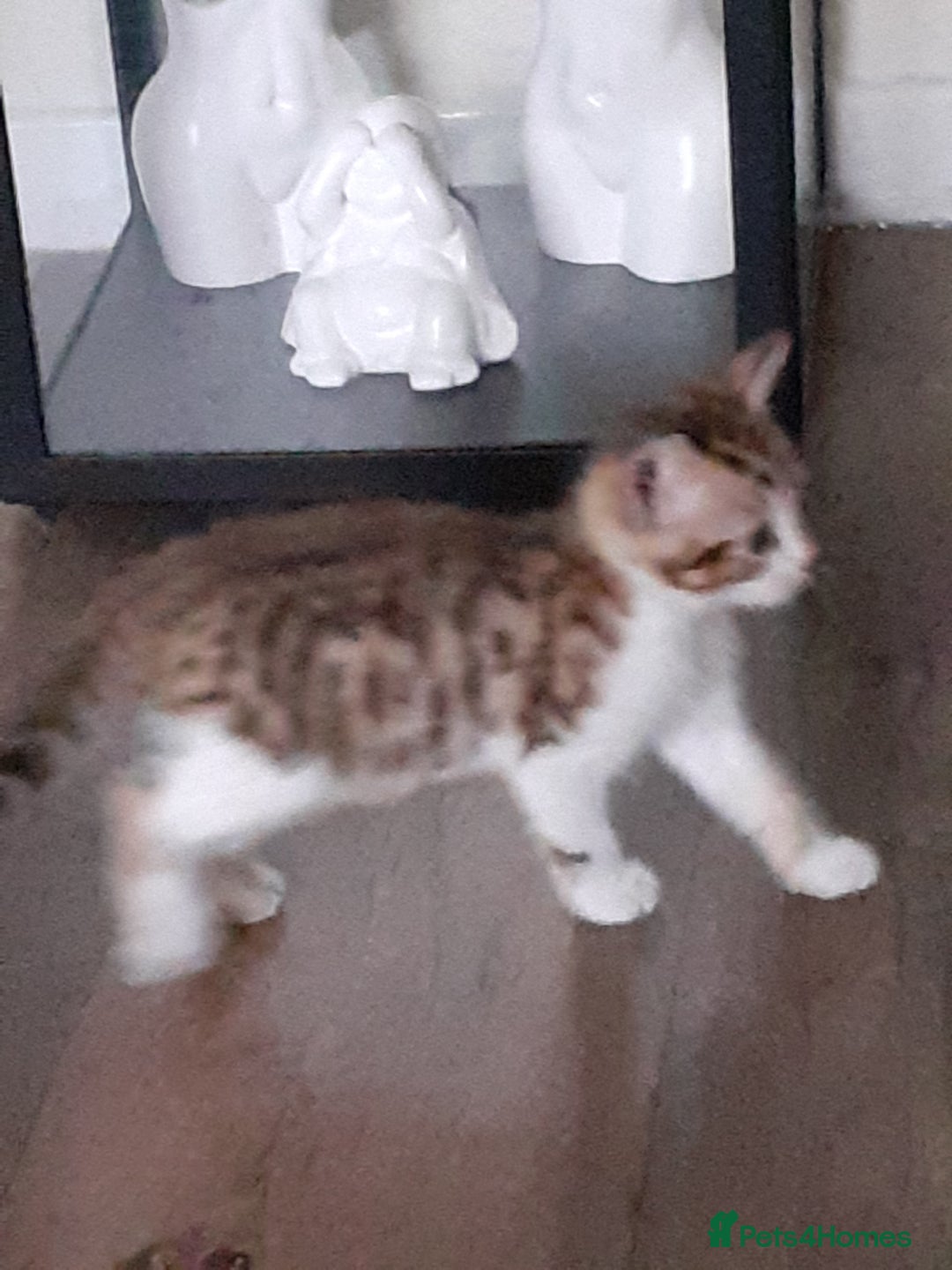 Khao Manee cats for sale: Khao manee  - Advert 4