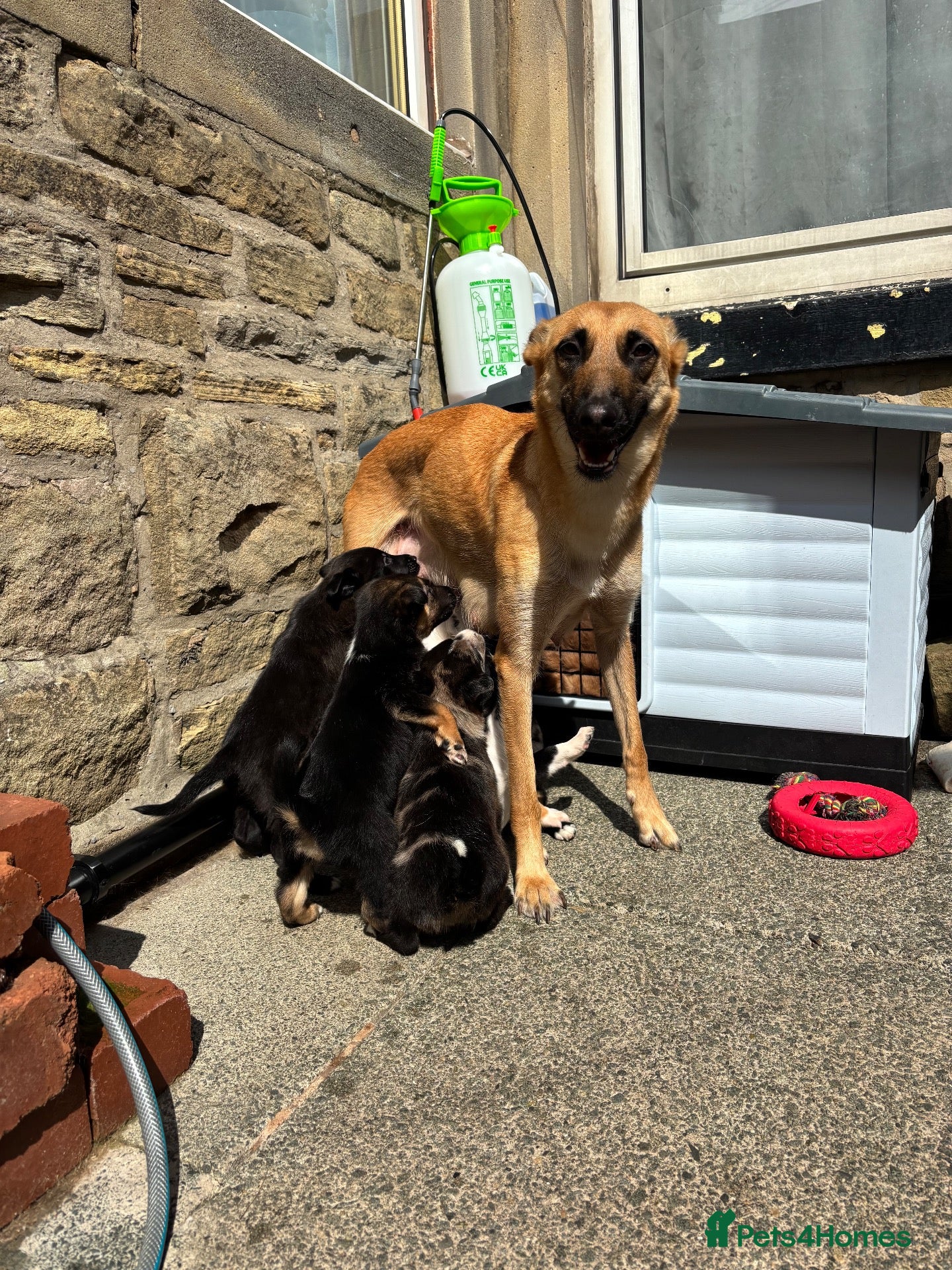 Mixed Breed dogs Malinios x Collie  - Advert 1