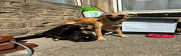 Mixed Breed dogs for sale: Malinios x Collie  in Barnoldswick - Advert 1