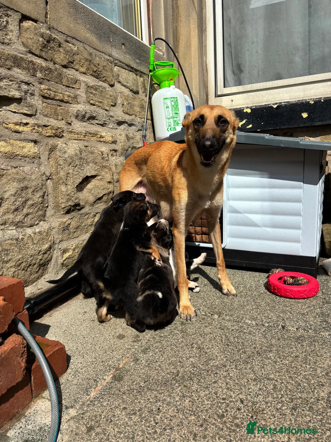 Mixed Breed dogs for sale: Malinios x Collie  in Barnoldswick - Advert 1
