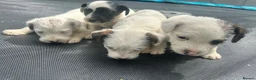 Jack Russell dogs for sale: 4 Jack Russel puppy s in Exeter - Advert 9