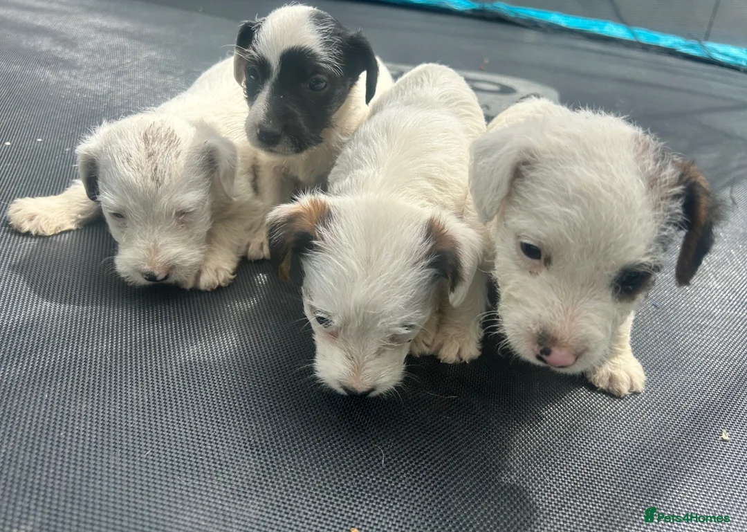 Jack Russell dogs for sale: 4 Jack Russel puppy s in Exeter - Advert 9