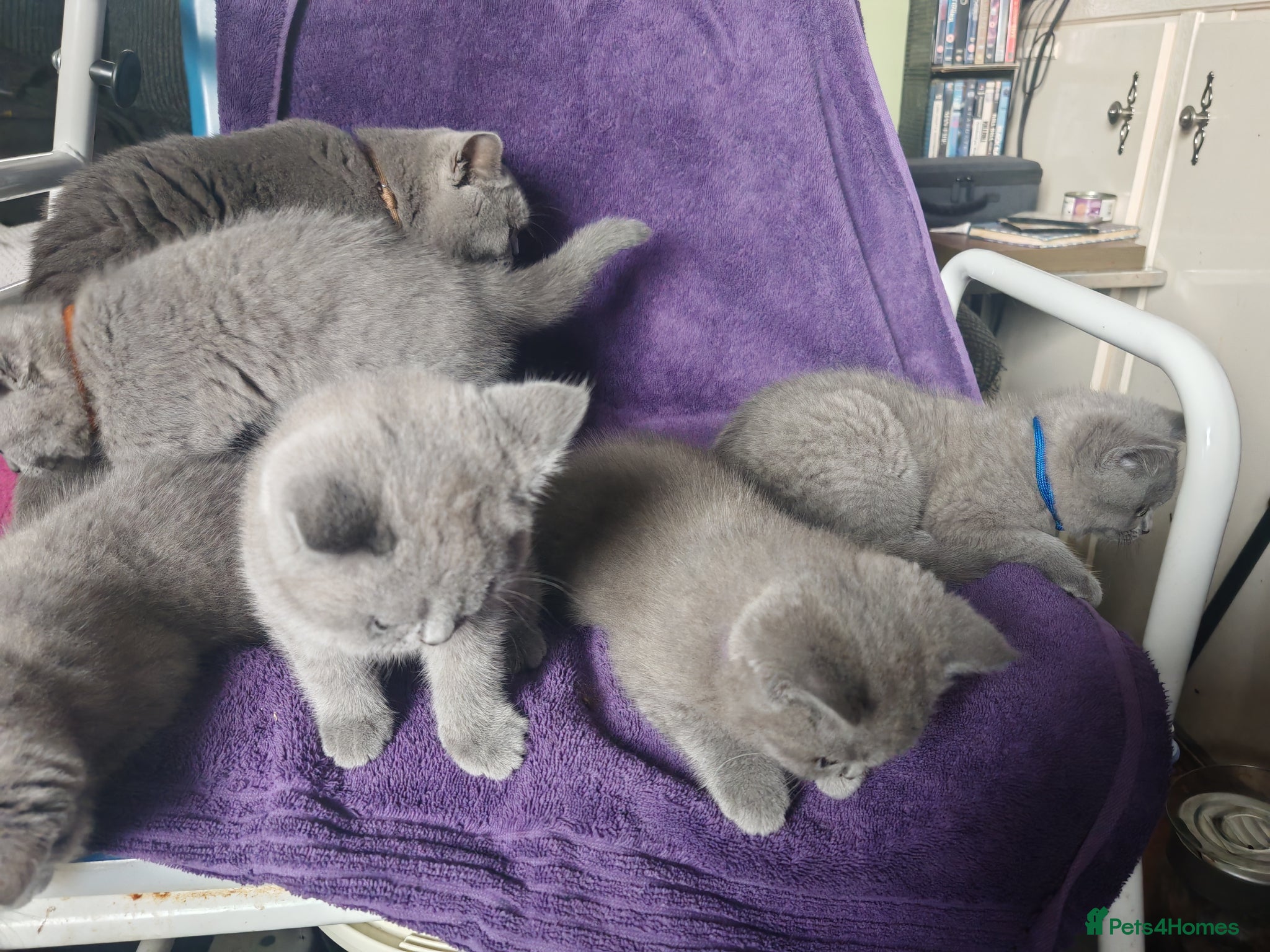 British Shorthair cats for sale: For sale Kittens ready  in Wakefield - Advert 6