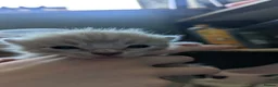 Mixed Breed cats for sale: Bengal cross ragdoll kittens - Advert 8