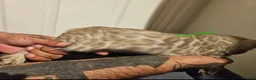Bengal cats for sale: Snow mink bengals ready now - Advert 22