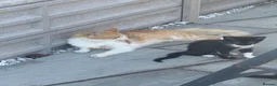 Mixed Breed cats for sale: Kittens - Mixed Litter in Hounslow - Advert 1
