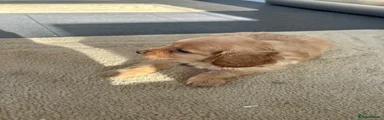 Cockapoo 1