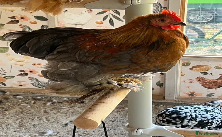 Chickens poultry - Advert 15