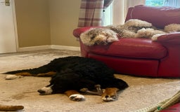 Bernedoodle dogs for sale: Beautiful ultra Bernedoodle  - Image 2