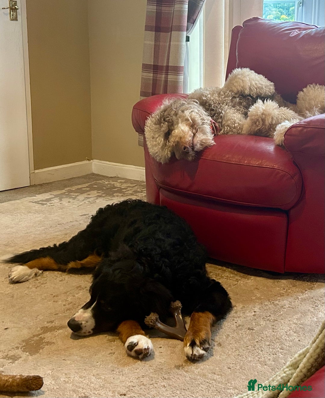 Bernedoodle dogs for sale: Beautiful ultra Bernedoodle  - Image 2