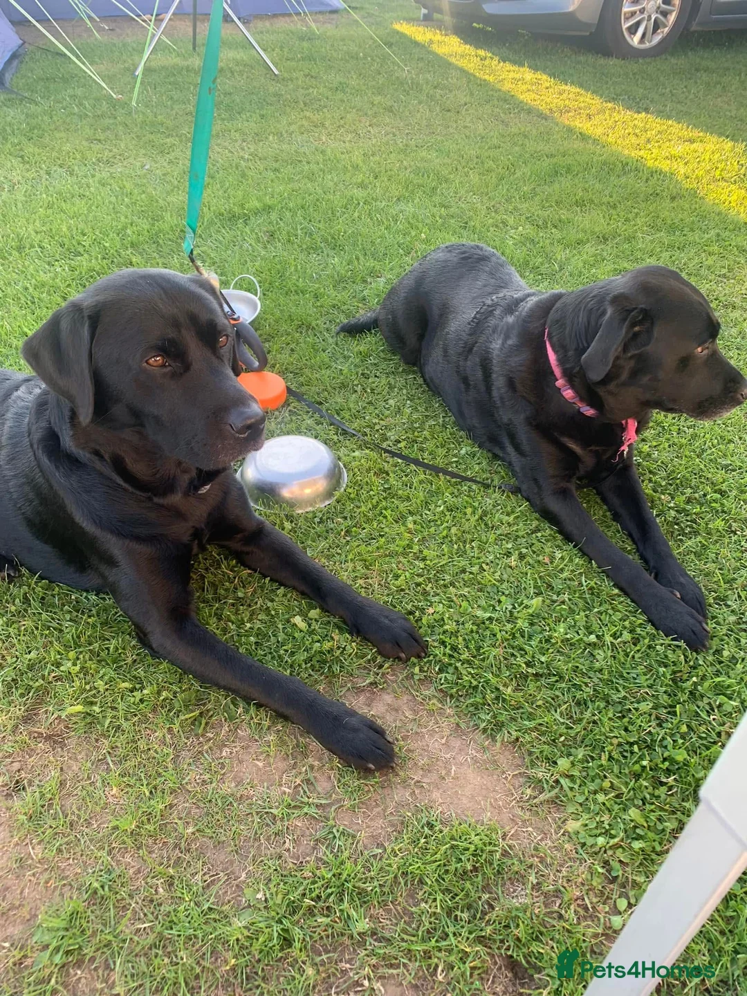 Labrador Retriever dogs for sale: Female Labrador 5 months old - Advert 1