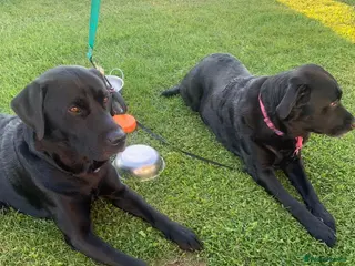 Labrador Retriever dogs Female Labrador 5 months old - Advert 1