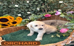 Golden Retriever dogs for sale: Stunning Golden Retriever puppies 🐾 - Image 5