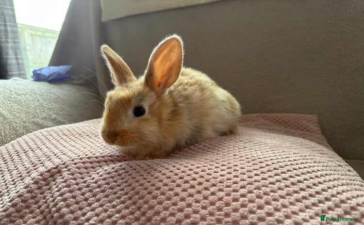 Mixed Breed rabbits - Advert 2