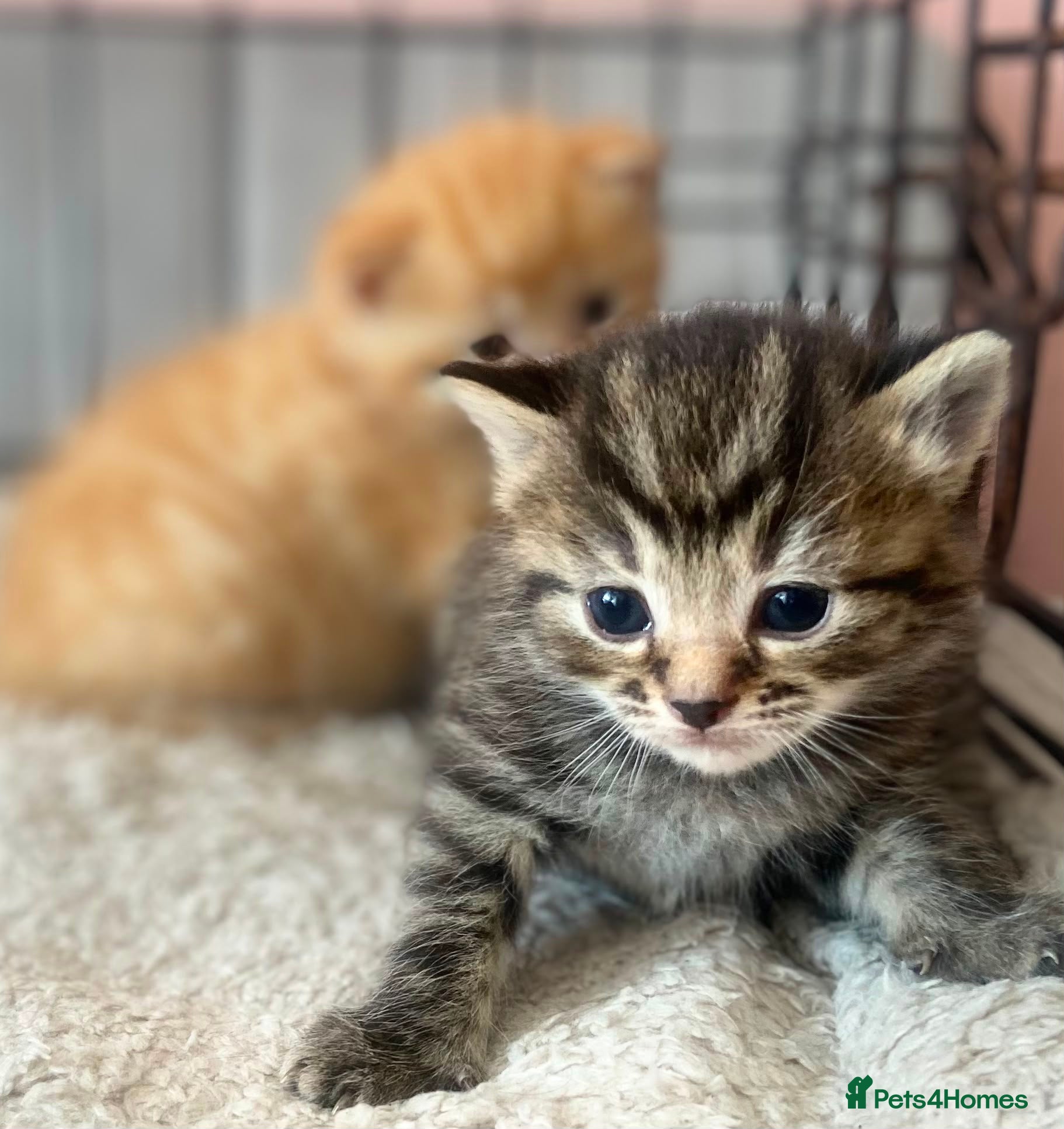 Mixed Breed cats 6 kittens mixed litter bengal x - Advert 11