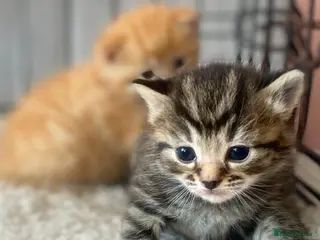 Mixed Breed cats 6 kittens mixed litter bengal x - Advert 11
