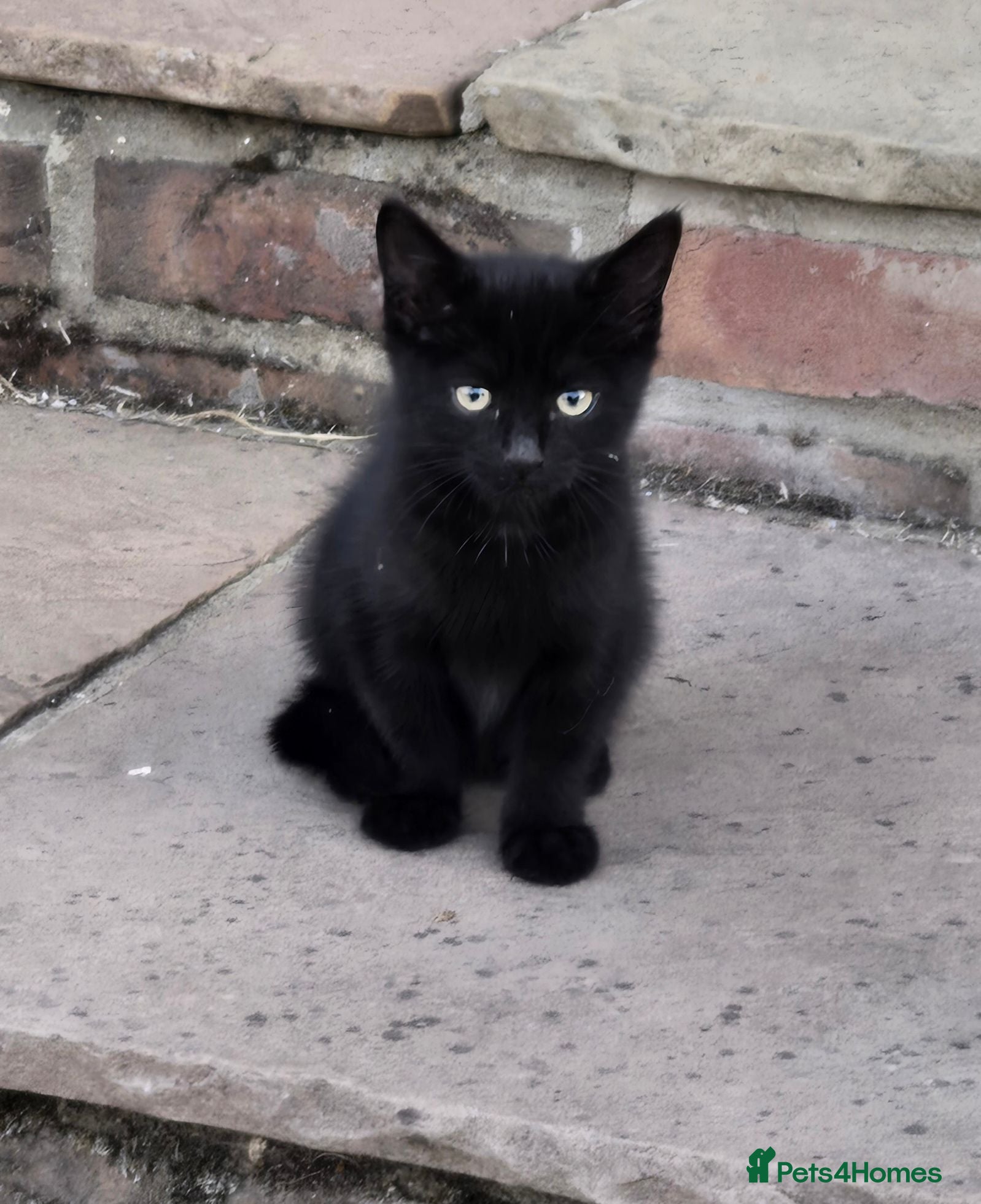 Mixed Breed cats Ready now! Lovely black kitten! Female.  - Advert 4