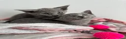 Russian Blue cats for sale: TICA active boy and girl Russian Blue kittens  - Advert 2