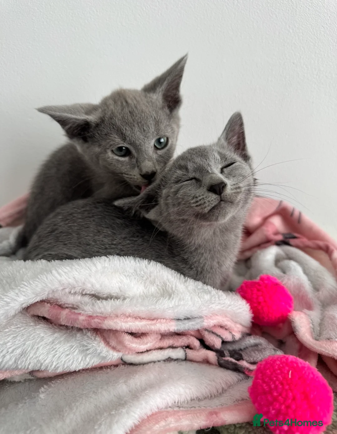 Russian Blue cats for sale: TICA active boy and girl Russian Blue kittens  - Advert 2