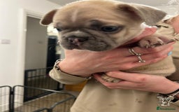 French Bulldog dogs for sale: French bulldog pups! - Image 2
